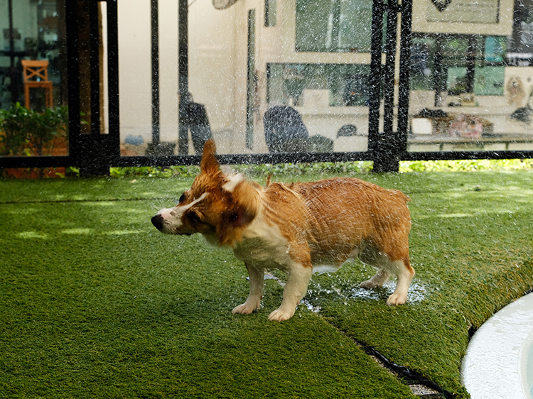 Turf Up Your Dog Facility with Commercial Landscape Contractors Near Me