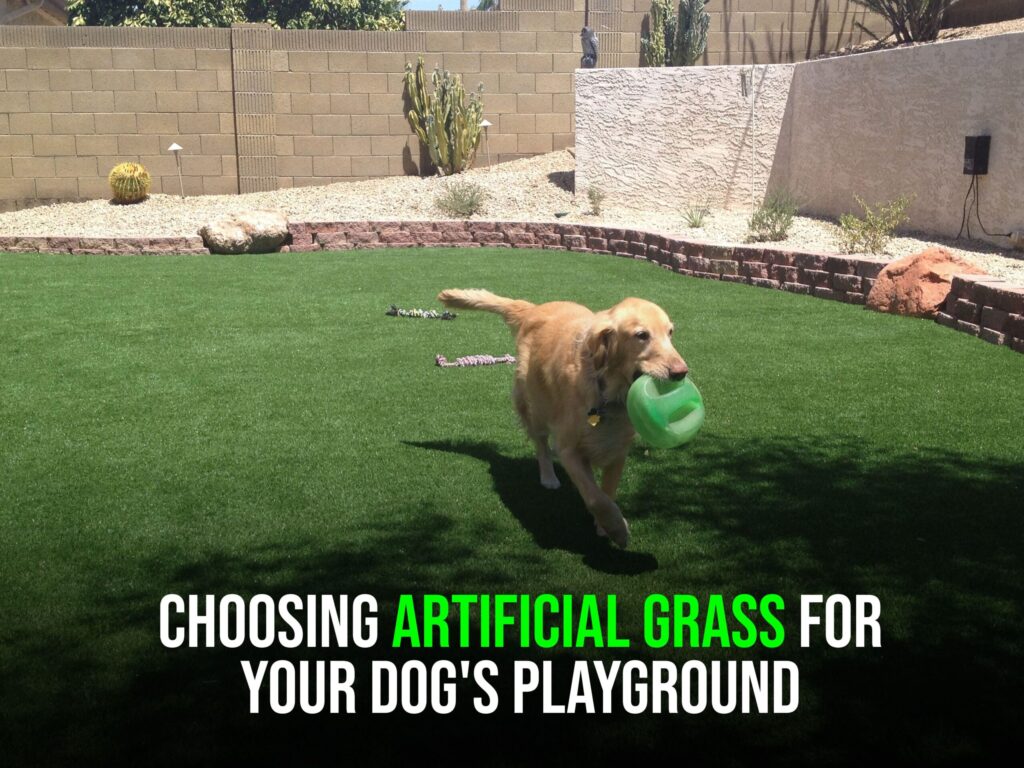 Dog playing on artificial grass, Peoria, AZ